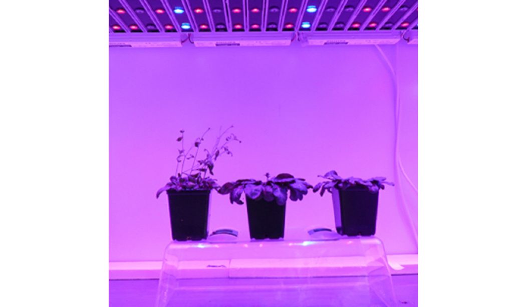 LED-y do hodowli roślin