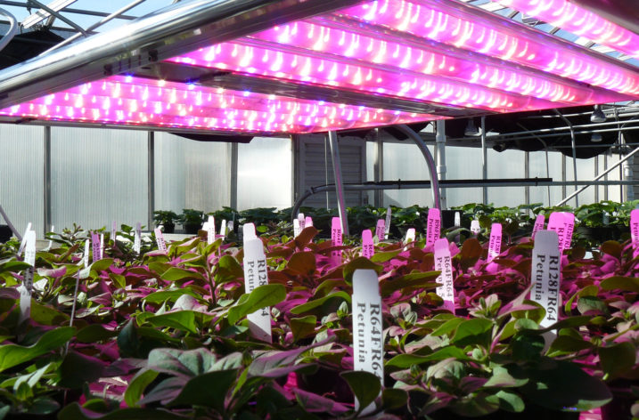 Ekspansja LED w sektorze ogrodnictwa szklarniowego